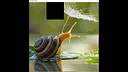 hgmGame-snail Screenshot 0