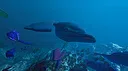 Ecosystem - Tropical Fish Pack Screenshot 8