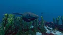 Ecosystem - Tropical Fish Pack Screenshot 4