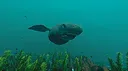 Ecosystem - Tropical Fish Pack Screenshot 6