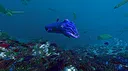 Ecosystem - Tropical Fish Pack Screenshot 1