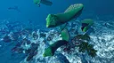 Ecosystem - Tropical Fish Pack Screenshot 13