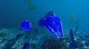 Ecosystem - Tropical Fish Pack Screenshot 12