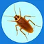 Roach! icon