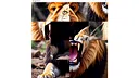 hgmGame-lion Screenshot 3