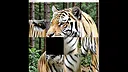 hgmGame-tiger Screenshot 0