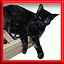 Famous Black Cat icon