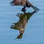 The Reflection of a Shallow Pool icon