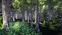 Finnish Forest Screenshot 2