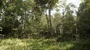 NextVisuals Benchmark Forest Screenshot 4