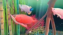 Fishplay Screenshot 4