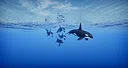Primal Blue Screenshot 0