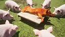 Piggy Only Up Screenshot 0