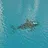 Oh Sharks?
