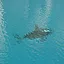 Oh Sharks? icon