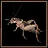 House Cricket expert