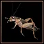 House Cricket expert icon
