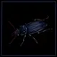 Black Ground Beetle expert icon