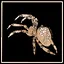 Garden Orb-Weaver Spider expert icon