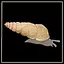 Awl Snail expert icon