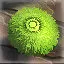 Level 20 icon