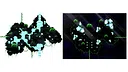 RPG Maker MZ - KR Phosphor Forest Tileset Screenshot 2
