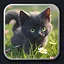 Kitten 16 icon