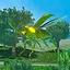 Defeat the Beetle icon