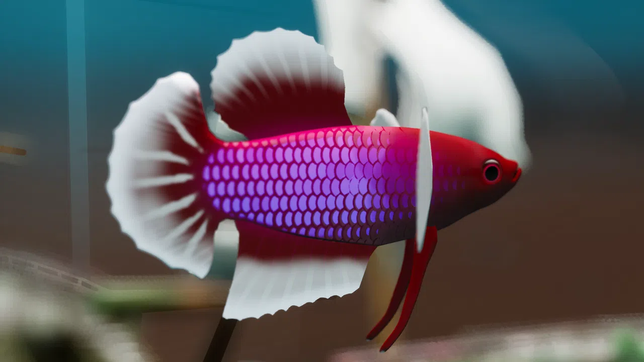 Fish Game - Betta Fish Pack 1 Screenshot 0
