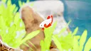 Fish Game - Betta Fish Pack 1 Screenshot 4
