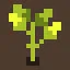 Head Start icon