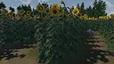 The Path of the Sunflower Screenshot 3