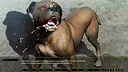 SLEEPLESS -A Midsummer Night’s Dream- Screenshot 8