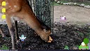 Desktop Mascot ~ Tasmon's Little Island Screenshot 0