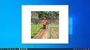 奶奶的菜园子 Screenshot 0
