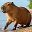 You will be reborn as an animal icon
