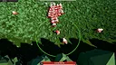 Pet Hunter: Capture Screenshot 3