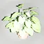 PLANT icon