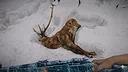 Short Snow - Chapter 2 Mega Pack Screenshot 0