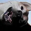 She's Seething… icon