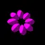 MAGENTA icon