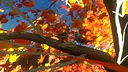 紅葉の泣き声 Screenshot 4