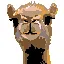 The Camel icon
