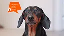 Movavi Video Suite 2026 Steam Edition - Emoji Speech Bubbles Pack Screenshot 0
