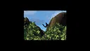 Birdwatching Screenshot 4