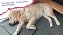 Golden Retriever Simple Life Screenshot 2