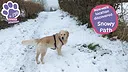 Golden Retriever Simple Life Screenshot 1
