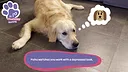 Golden Retriever Simple Life Screenshot 3