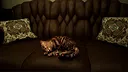 Meowmories Screenshot 6