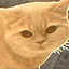 LADDER icon